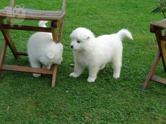 PoulaTo: Πωλούνται κουτάβια Samoyed Nice.